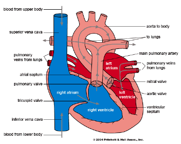 Heart septum; Heart Septa